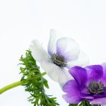 荔枝视频下载app污最新版 wrccke4j2